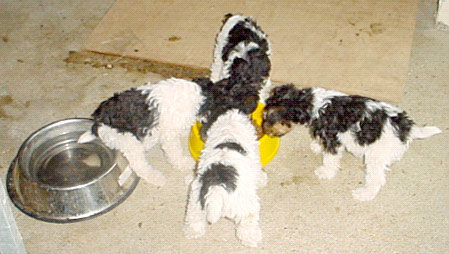 fox-terrier poil dur, wire-haired fox terriers